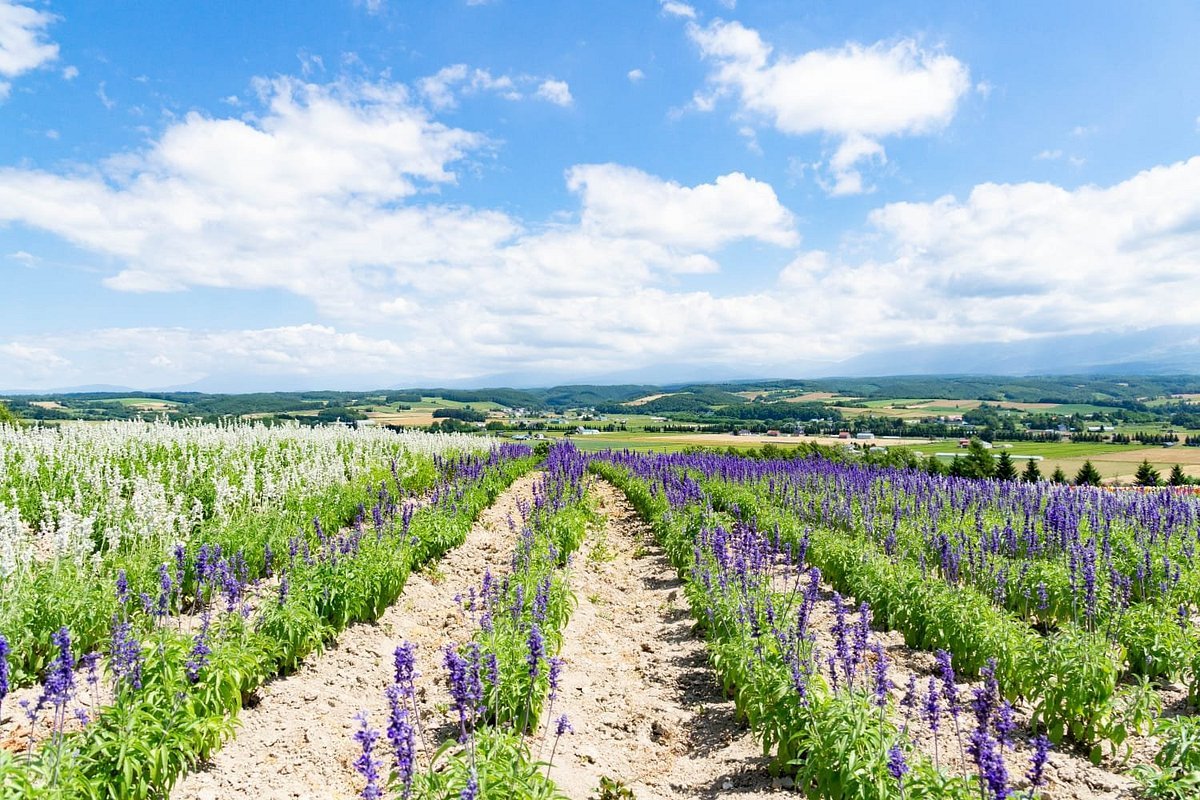 🏞️ 로쿠고 전망대 (로쿠고 텐보다이) 이미지 5